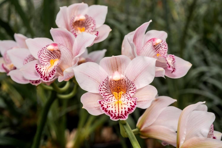 Få cymbidium-orkidéen til at blomstre igen